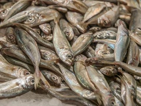 Small Fish on Ice Stock Photos