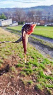 Small fish impaled on a fork with a blurry landscape background in the daylig Stock Photos