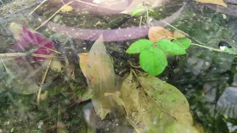 Small fish inside abandoned pot Stock Footage 262625391