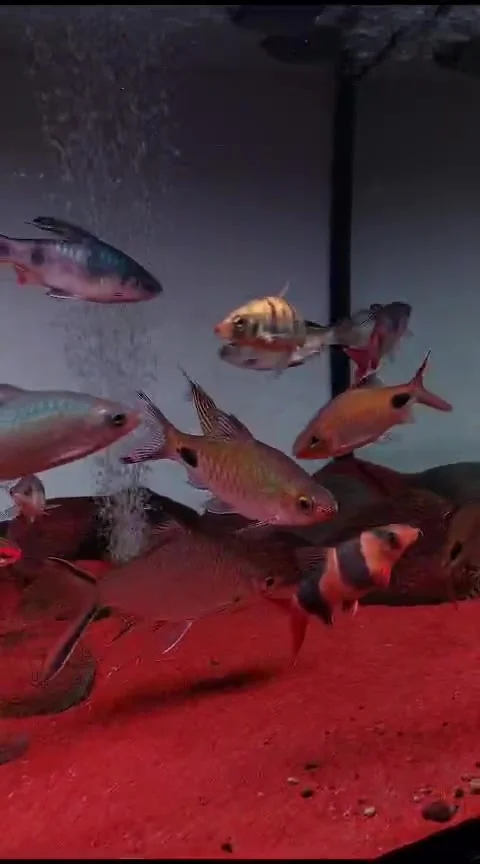 Small fish but its charm cannot be doubted Stock Footage 262597389