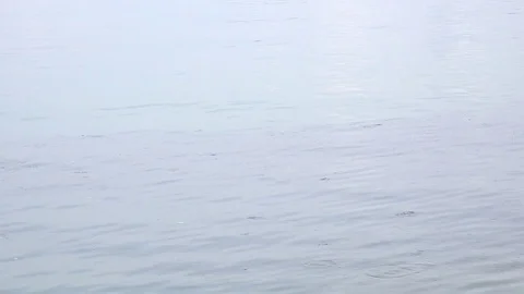 Small fish juming and skipping across the ocean. Stock Footage 82369560