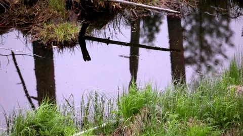 Small fish jumping in forest pond Stock Footage 230166762
