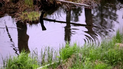 Small fish jumping in forest pond Stock Footage 230166799
