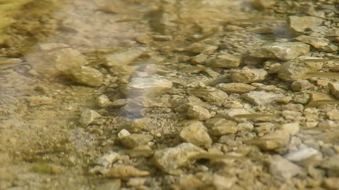 Small fish in the lake Stock Footage 79169213