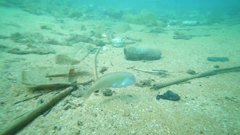 Small Fish is Looking to the Ocean Pollution Stock Footage 143415042