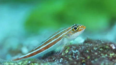 Small fish macro underwater Видео 108488695