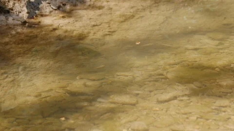 Small Fish in a Mountain River Stock Footage 89739534