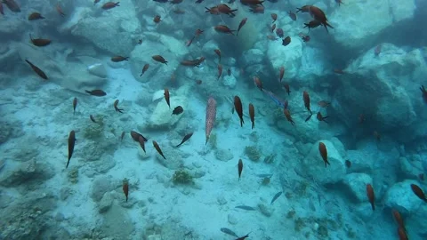 Small fish move through clear sea water - Reef Background and Underwater Detail Stock Footage 340009436