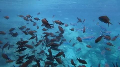 Small fish move through clear sea water - Reef Detail and Underwater Background Stock Footage 340009655