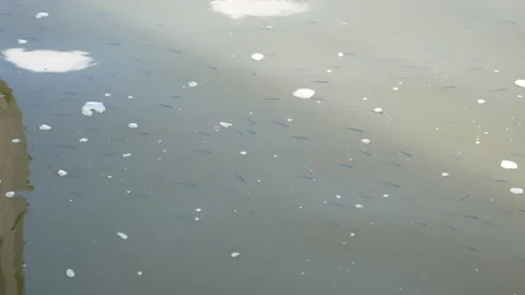 Small fish into the muddy water Stock Footage 151396788