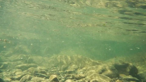 Small fish in muddy water rocky bottom slow mo Video stock 80452181