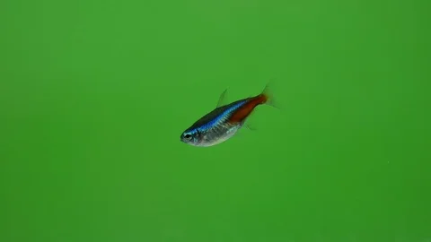 Small fish neon. Stock Footage 116880073