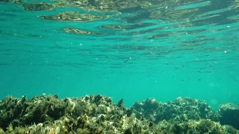 Small fish over a reef in Mediterranean sea Stock Footage 85339093