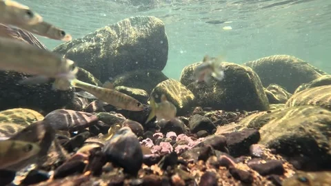 Small fish pack under blue fresh water, xiapu, fujian province Stock Footage 321404506