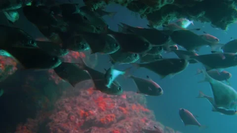 A Small Fish Pass Really Fast in the Middle of Big Fishes Stock Footage 144980329