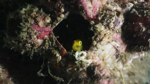A small fish peeking out from a crevice in seashells and barnacles Stock Footage 346531293