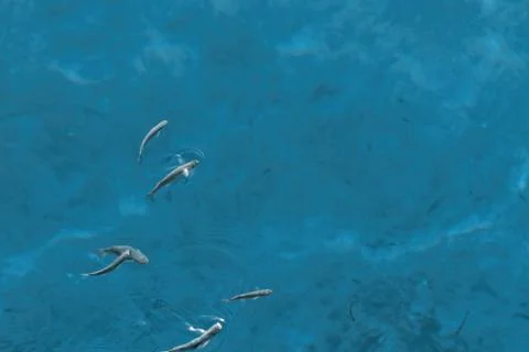 Small fish Stock Photos