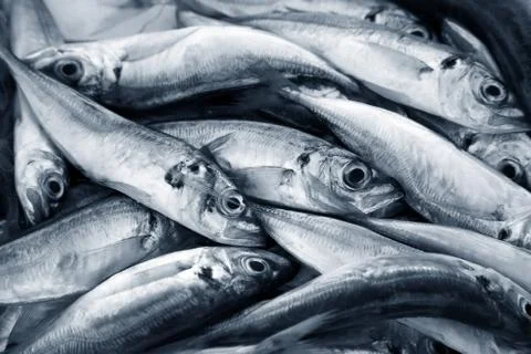 Small fish Stock Photos