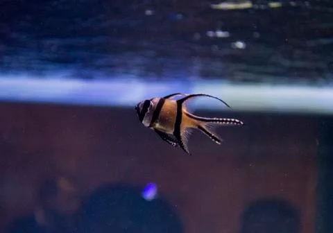 Small fish Stock Photos