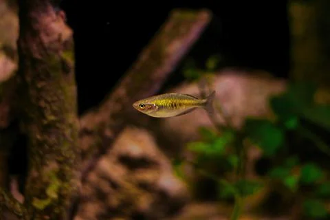 Small fish Stock Photos