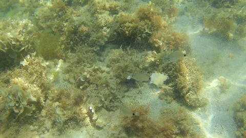 Small fish pinch a piece of bread in the sea near the beach of Torre Pali, ma Video stock 138405223