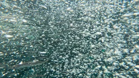 Small fish in a place full of bubbles Stock Footage 248132511