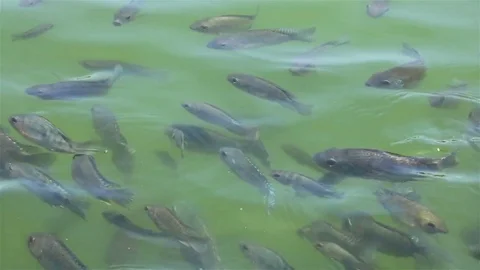 Small fish in a pond Stock Footage 72472917