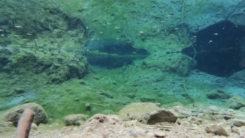 Small fish in a pond 動画素材 139780317