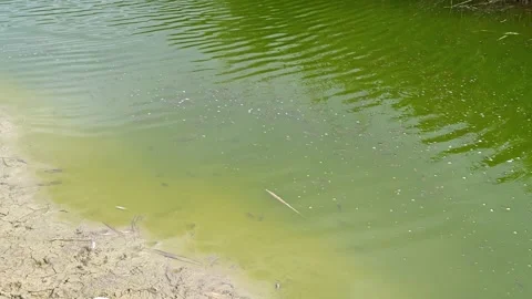 Small fish in the pond Stock Footage 318320007