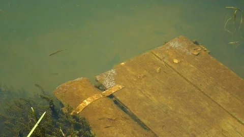 Small Fish Pond Overview Stock Footage 102832934