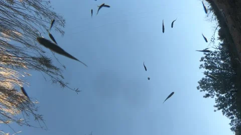Small fish in a pond from an underwater view 動画素材 139780622