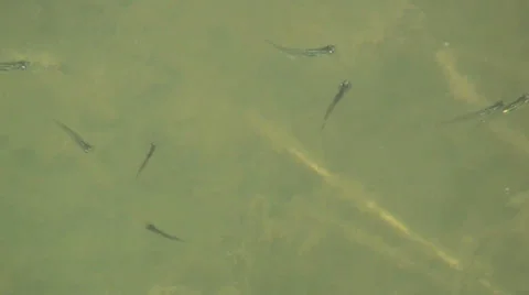Small fish in pool Stock Footage 25453973