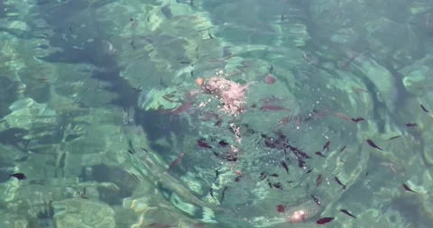 Small fish pounce on a small piece of sea thrown into the crystal clear sea o Vídeo Stock 241997803