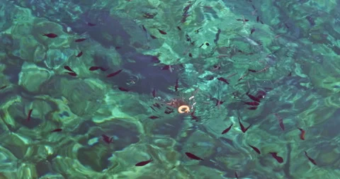 Small fish pounce on a small piece of sea thrown into the crystal clear sea o Vídeo Stock 297088988
