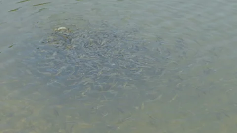 Small fish pounced on the food.   Stock Footage 164066977