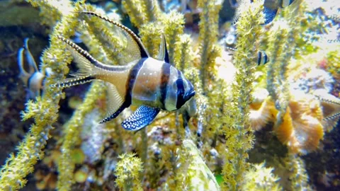 A small fish Pterapogon kauderni standing in front of some corals Stock Footage 252224485