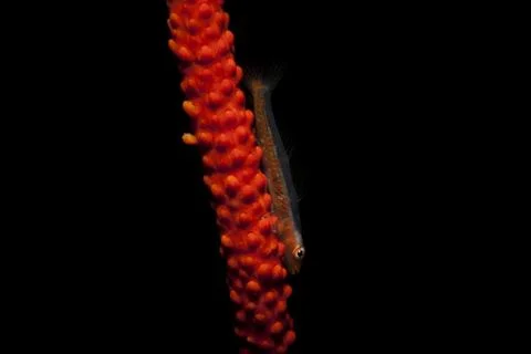 Small fish on red Stock Photos