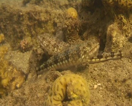 Small fish red sea Stock Footage 29960699