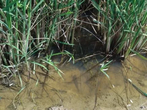 Small fish in rice fields Stock Photos
