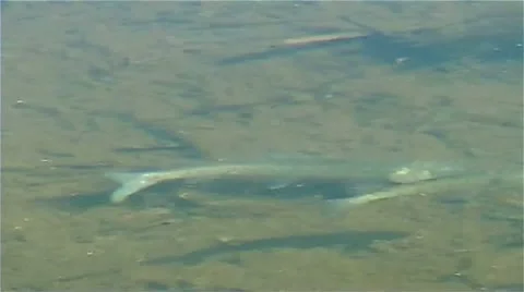 Small fish in the river Video stock 9026986