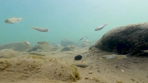 Small fish in river Stock Footage 152467844