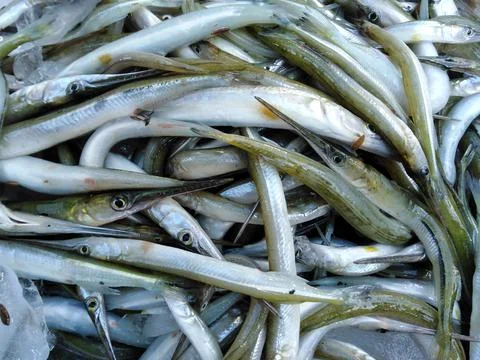 Small fish in the river.  A lot of raw fish Fotos de archivo