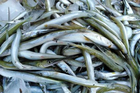 Small fish in the river.  A lot of raw fish Stock Photos