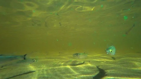 A small fish in the river under the water. Slow-mo. Stock-Footage 94036272