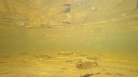 A small fish in the river under the water. Slow mo. Stock Footage 94173128