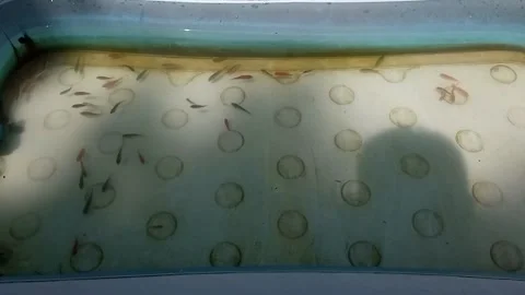 Small fish in the rubber pool of tourist attractions Stock Footage 157013185