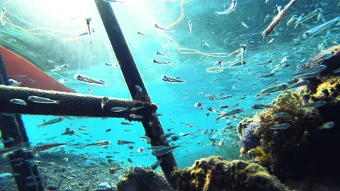 Small fish school silverside scenery underwater in mediterranean sea clear water Stock Footage 143938536