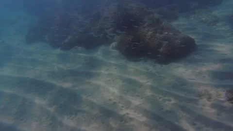 Small fish school swimming over sandy seabed near aerial 動画素材 334500577