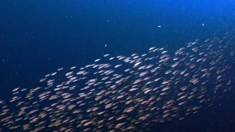 Small fish schooling gracefully in the dark blue ocean Stock Footage 346531919