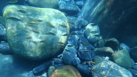 Small fish schooling over rocky seabed. The salema porgy, Sarpa salpa, drea.. Stock Footage 345845188